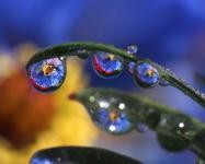 Lady Bug Dew Drop by Steve Terrill