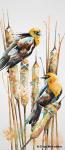 Yellow-Headed Blackbirds by Denise McFadden