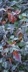 Frost on Blackberries (11 of 50) by Steve Terrill