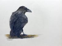 Raven by Mike Rangner