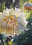 Backlit Dahlia by Yong Hong Zhong