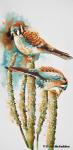 American Kestrel's by Denise McFadden