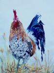 Island Rooster by Fay Kahn