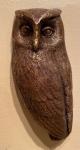 Screech Owl by Steve Reinmuth
